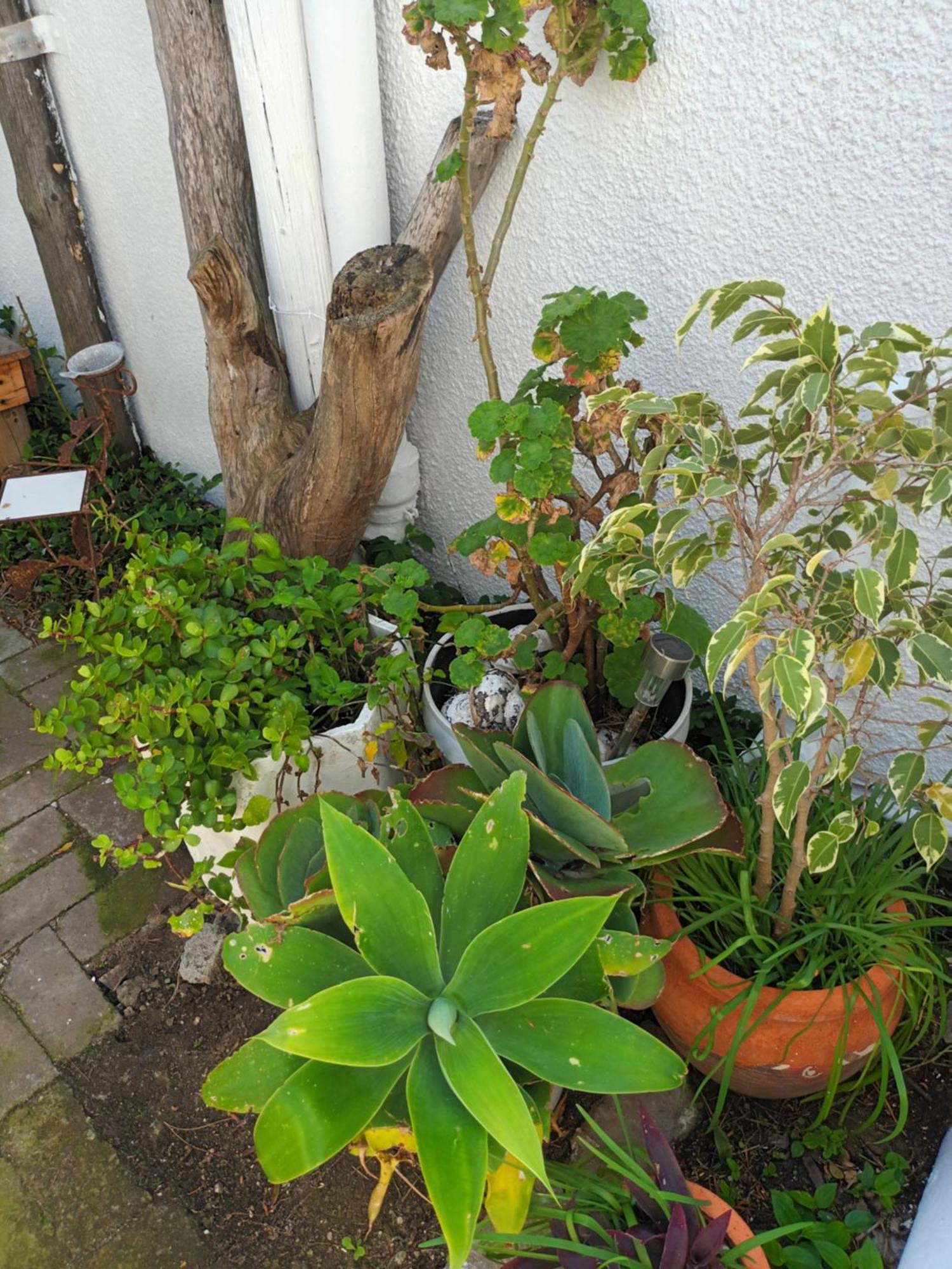 Self Catering Unit 7, Sandbaai Hermanus Værelse billede